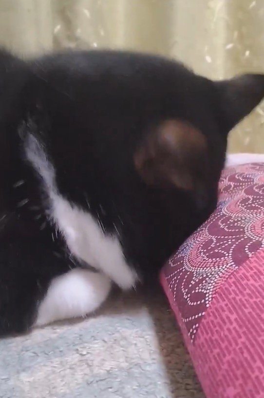 座布団に顔を埋めている猫