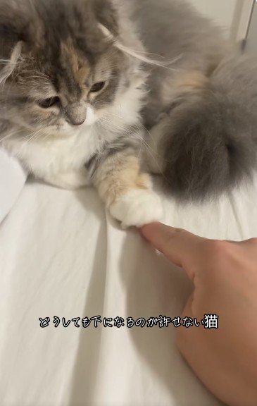 人の指を触っている猫