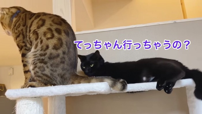 おすわりする茶色の猫