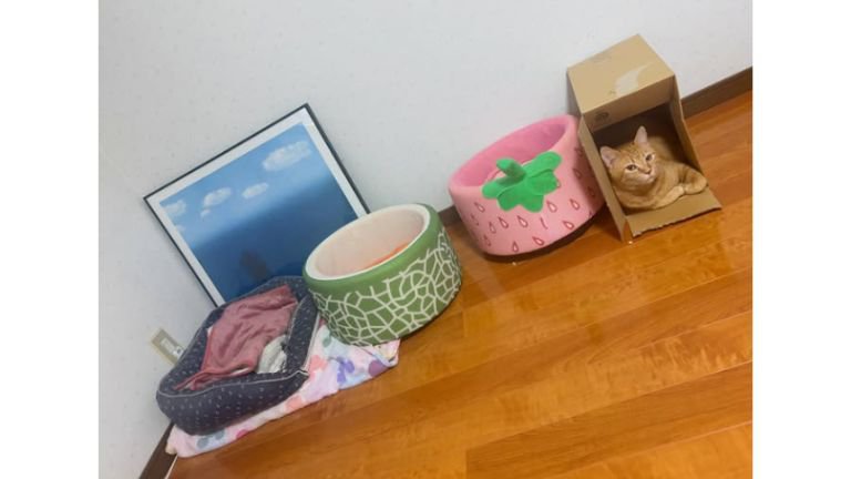 ダンボールに入る猫
