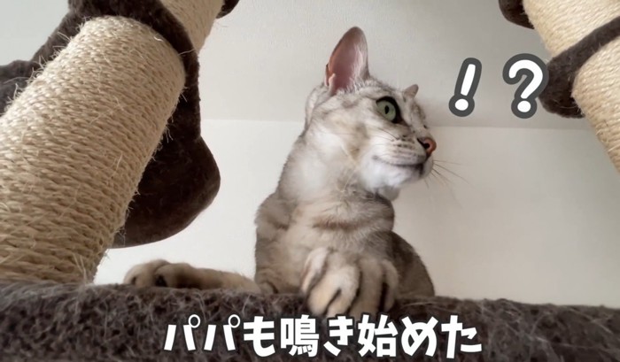 ！？の猫