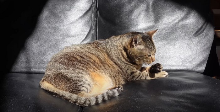 ソファの上で寝そべる猫
