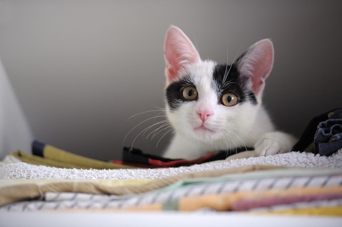 タオルの上でくつろぐ子猫