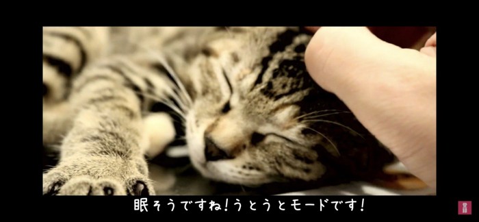 眠る猫