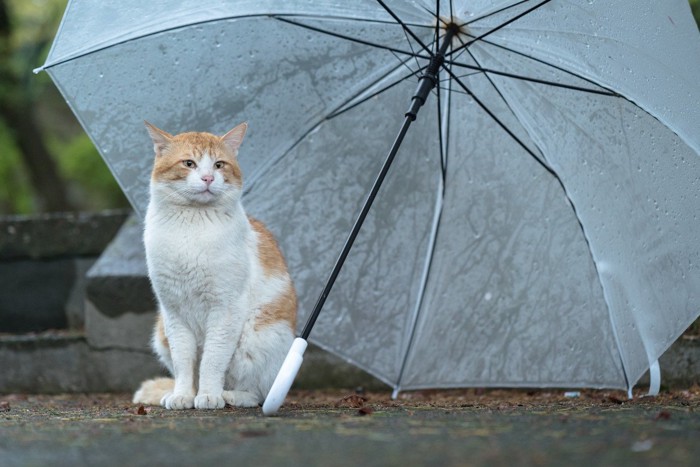 傘をさす猫