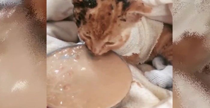 エサを食べる子猫