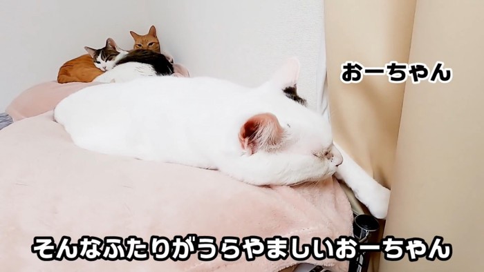 一匹で眠る猫