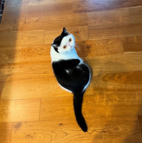 白黒猫