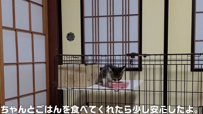 ごはんを食べる子猫