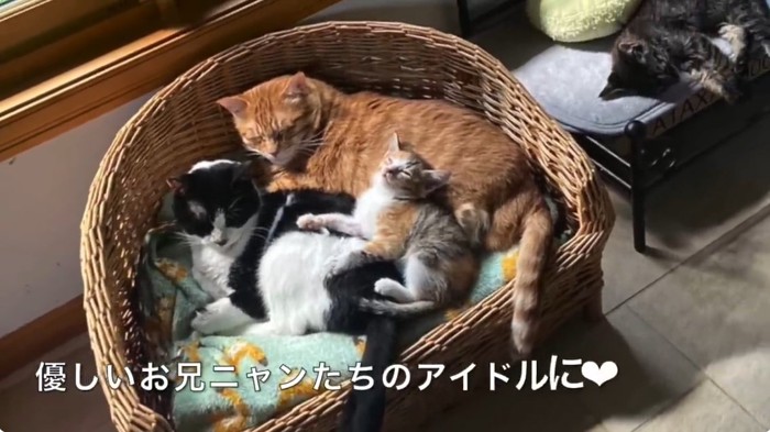 寄り添って眠る3匹の猫