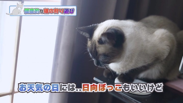 左下を眺めるシャム猫