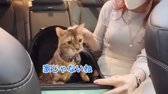 青い首輪の猫