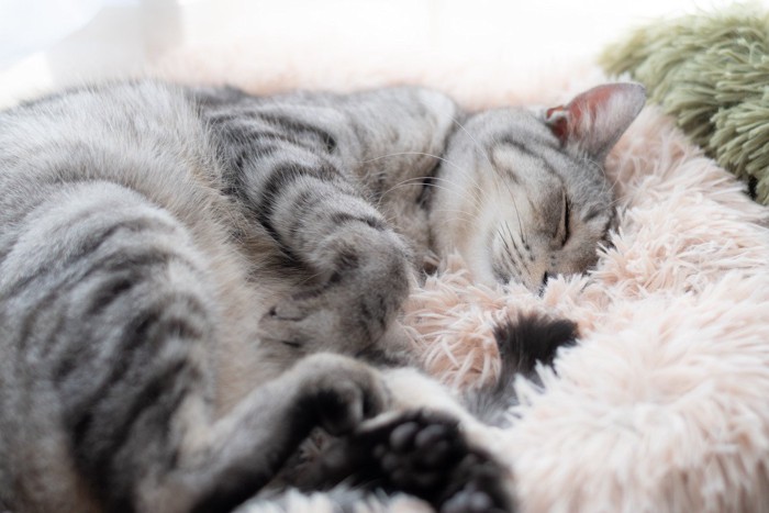 眠る猫
