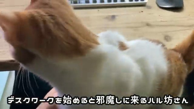 膝の上の猫