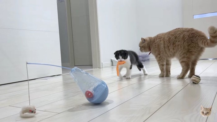 オモチャをくわえて歩く子猫