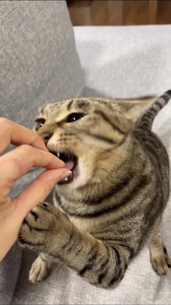 おやつを食べる猫