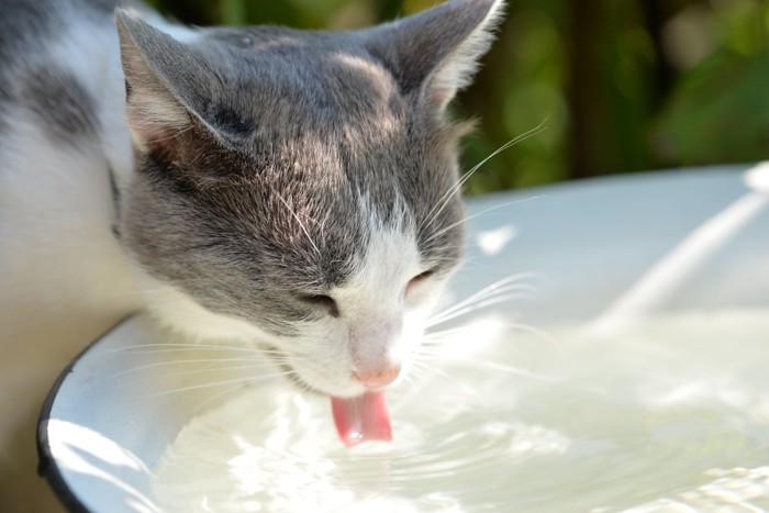 外の水を飲む猫