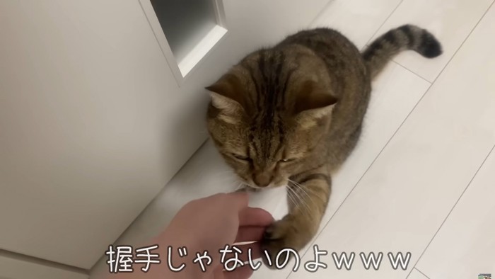 飼い主の手に手を重ねる猫