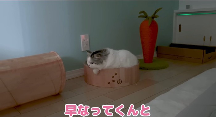 ベッドの中の猫