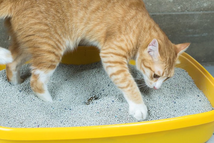 トイレの中の猫