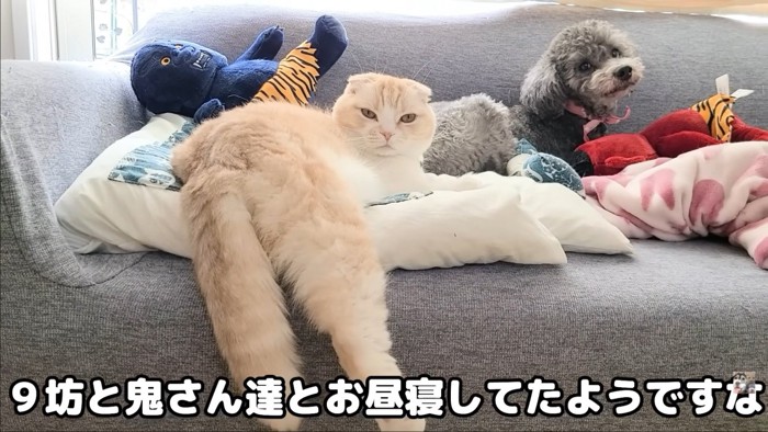 猫とプードル