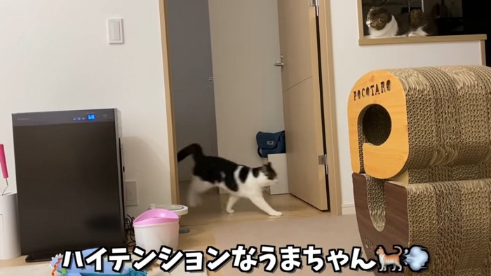 部屋から出てくる猫