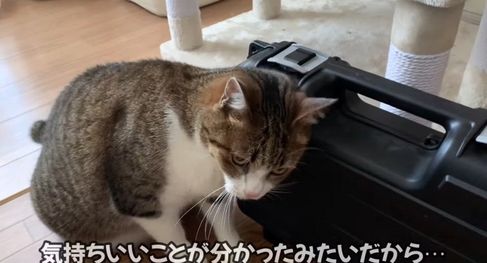 スリスリする猫