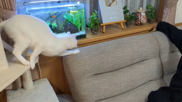 お姉ちゃんに猫じゃらしで遊んでもらう白猫