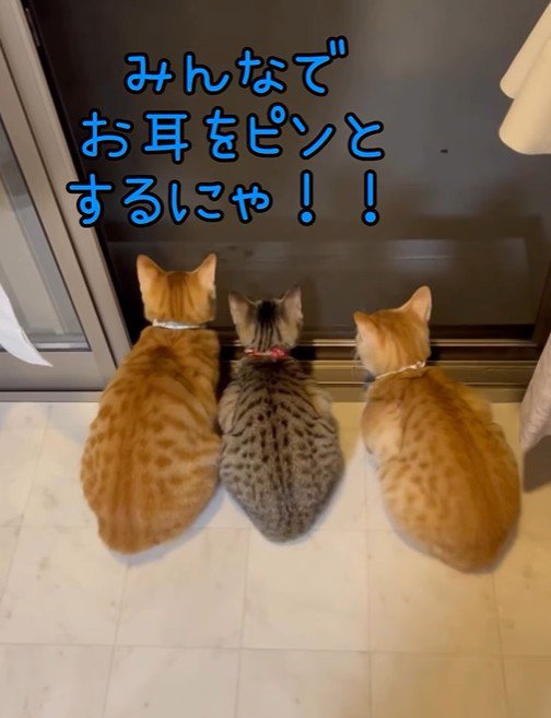 窓辺で外を観察する3匹の猫
