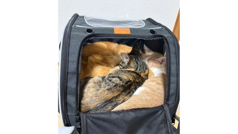 リュックに入る猫