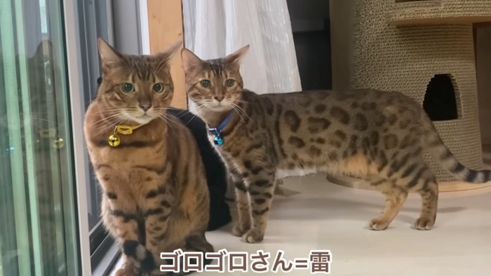 カメラの方を見る2匹の猫