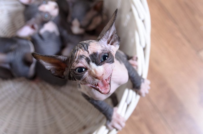 鳴くスフィンクスの子猫