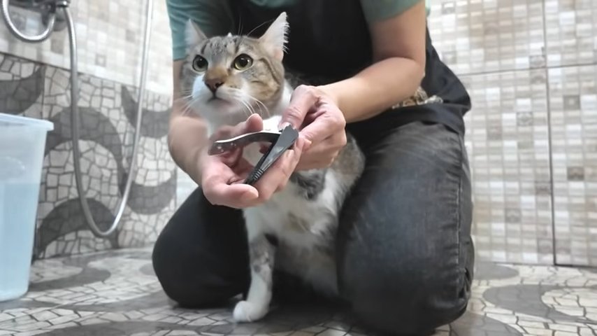 爪を切られる猫