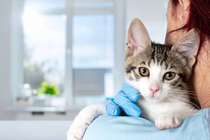 手袋をつけた人に抱っこされる猫