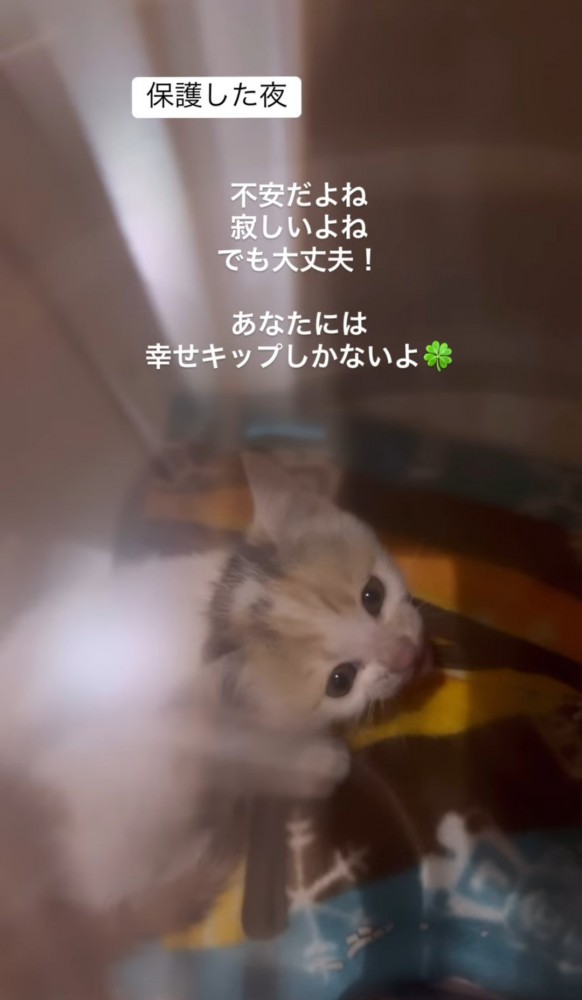 キャリーの中で上を向く子猫