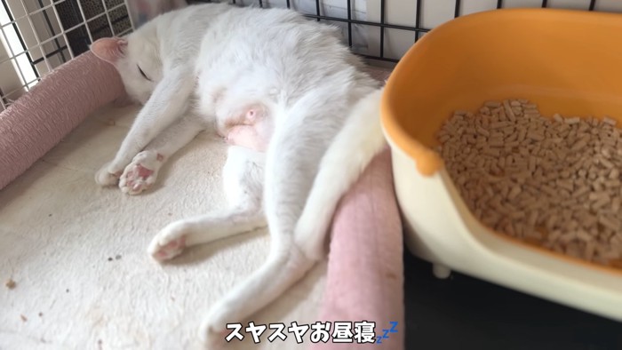 寝ている成猫