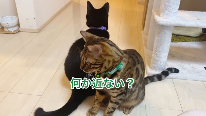 おすわりする2匹の猫