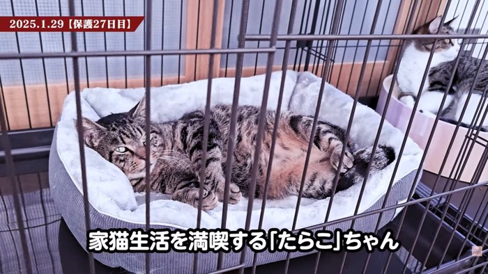 テロップ「家猫生活」