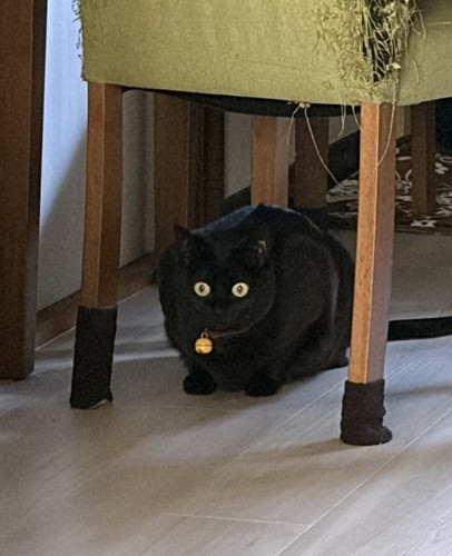 イスの下にいる猫