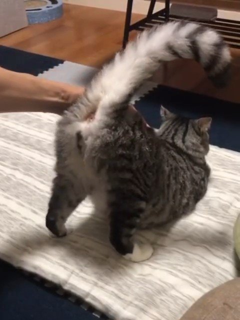 しっぽをあげるねこ