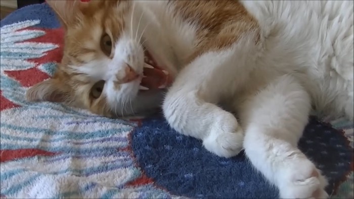 目を開けて鳴く猫