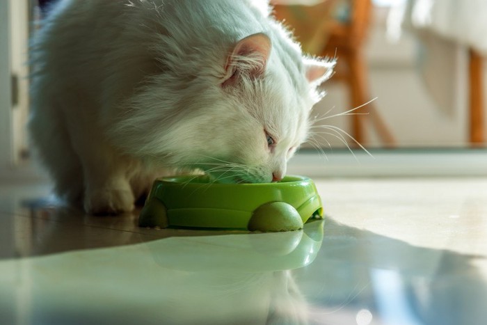 餌を食べる猫