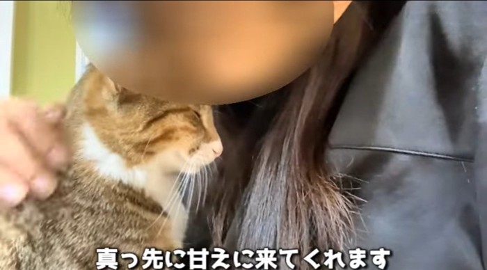 膝の上の猫