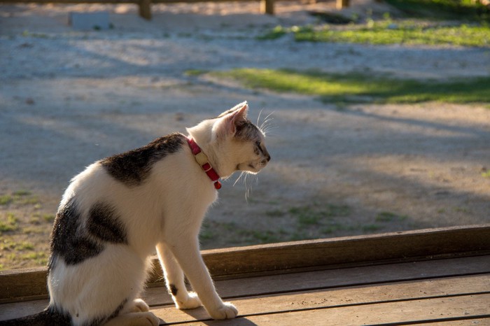 赤い首輪の猫