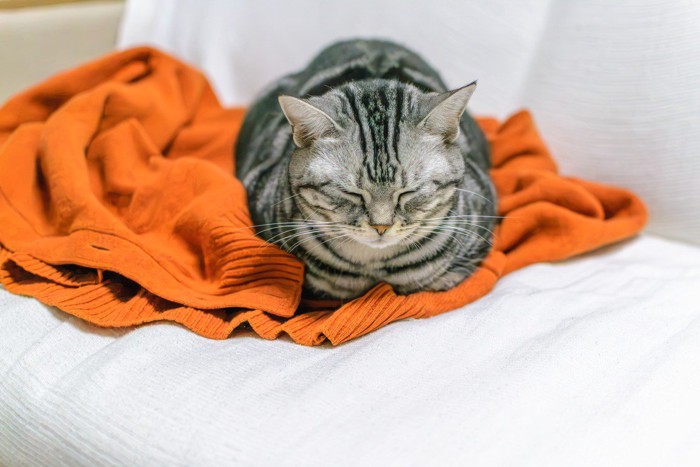 飼い主の服の上に乗る猫