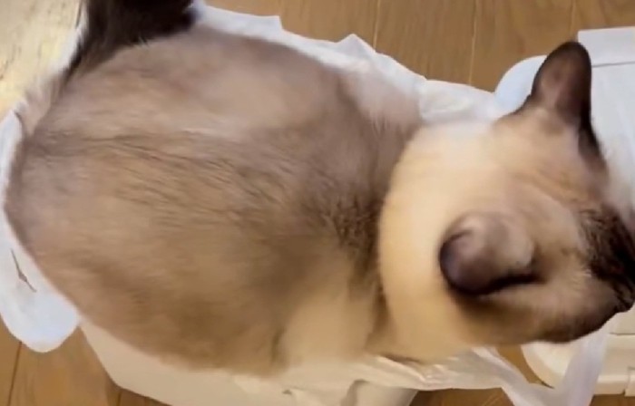 必死な猫