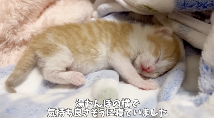 熟睡する子猫