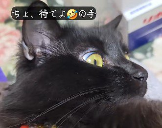 ニュースを見ている猫の顔