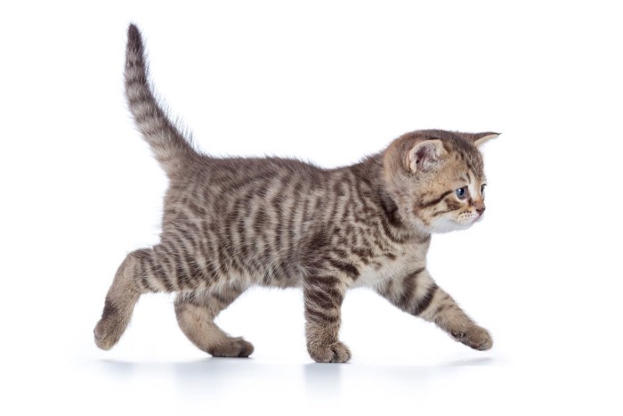 しっぽを立てる子猫