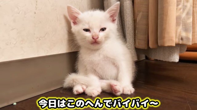 薄目を開ける子猫